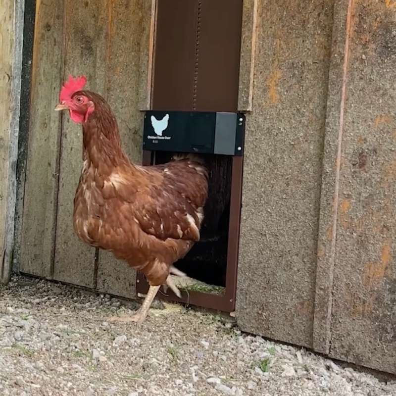 Beffino  Chicken Door puerta automática para gallinero