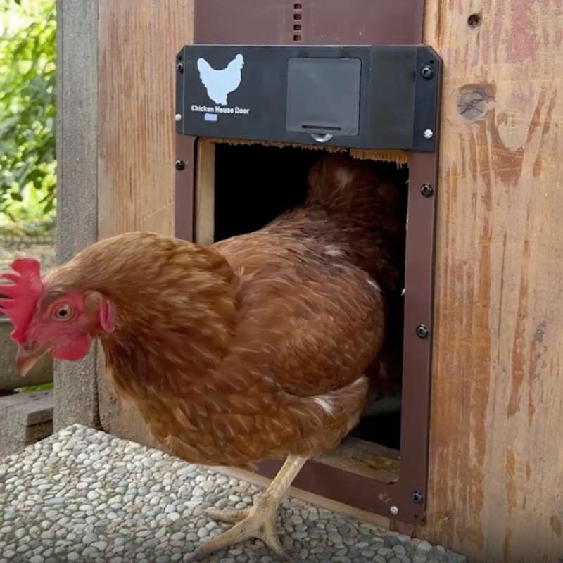 Así funciona la puerta automática de un gallinero